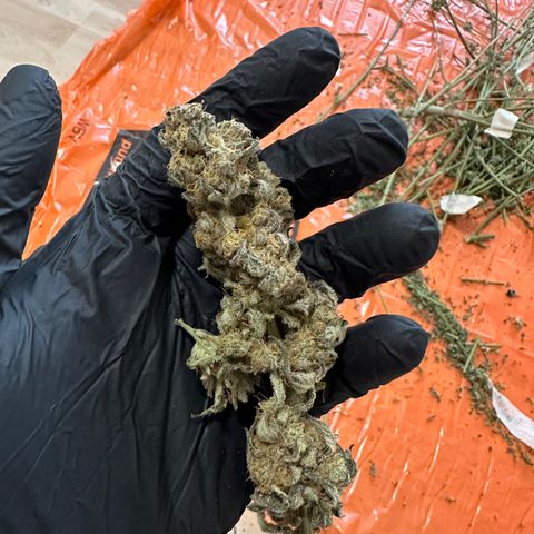 RUNTZ no.2 | Zkittlez x Gelato growlog timeline photo