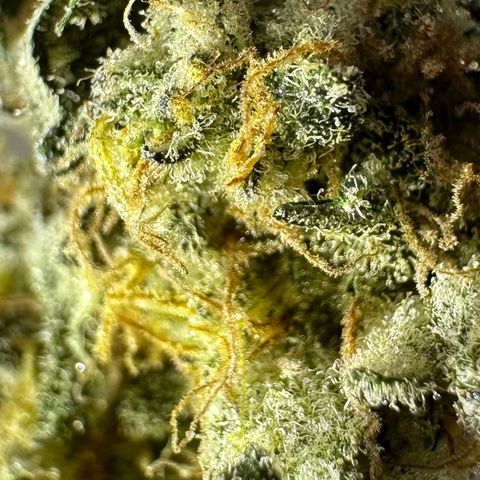 RUNTZ no.1 | Zkittlez x Gelato growlog timeline photo