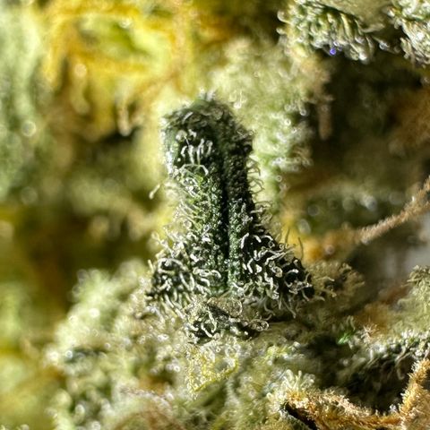 RUNTZ no.1 | Zkittlez x Gelato growlog timeline photo
