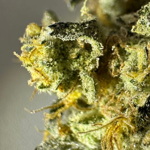 RUNTZ no.1 | Zkittlez x Gelato growlog timeline photo