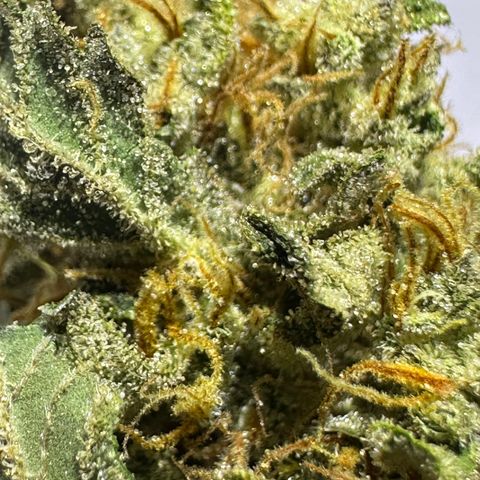 RUNTZ no.1 | Zkittlez x Gelato growlog timeline photo
