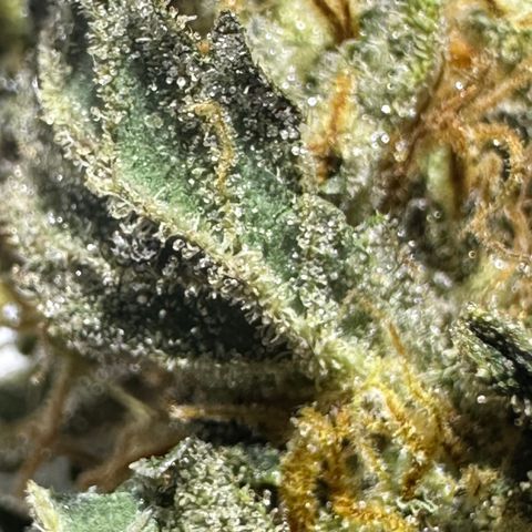 Special Queen #1 | Power Bud x Skunk growlog timeline photo