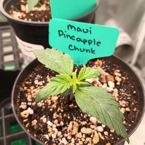 Maui Pineapple Chunck growlog timeline photo