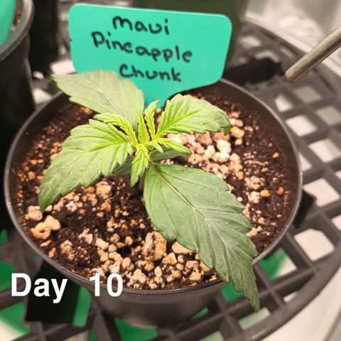 Maui Pineapple Chunck growlog timeline photo