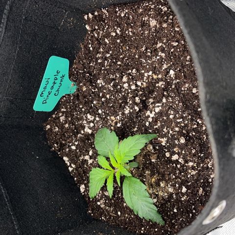 Maui Pineapple Chunck growlog timeline photo