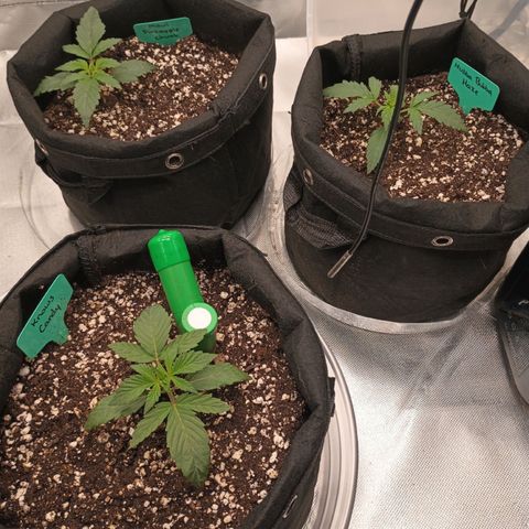 Maui Pineapple Chunck growlog timeline photo
