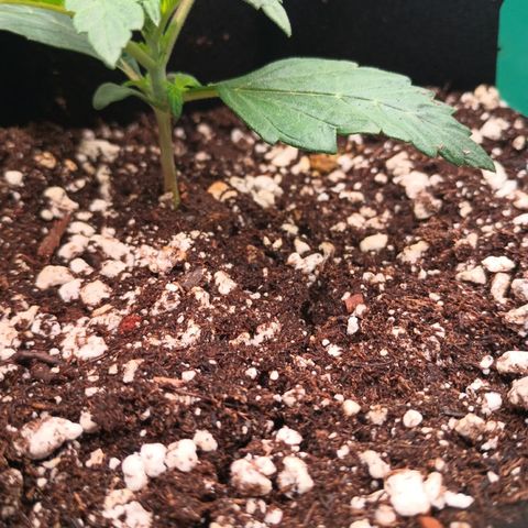 Maui Pineapple Chunck growlog timeline photo
