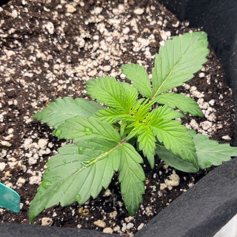 Maui Pineapple Chunck growlog timeline photo