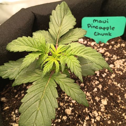 Maui Pineapple Chunck growlog timeline photo