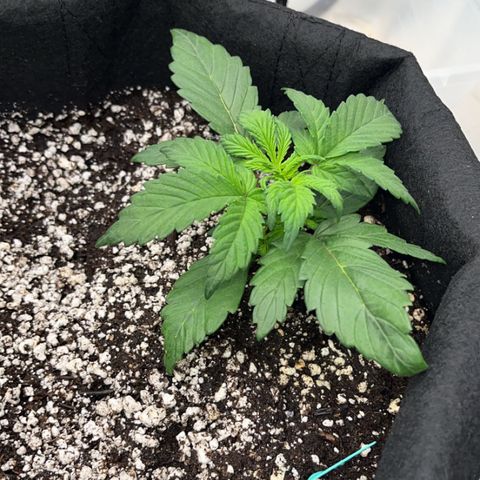 Maui Pineapple Chunck growlog timeline photo