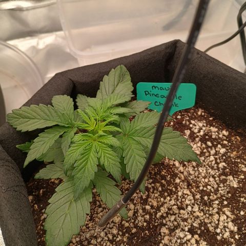 Maui Pineapple Chunck growlog timeline photo