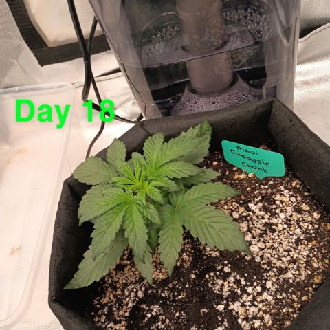 Maui Pineapple Chunck growlog timeline photo