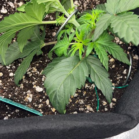 Maui Pineapple Chunck growlog photo: Bent plant 