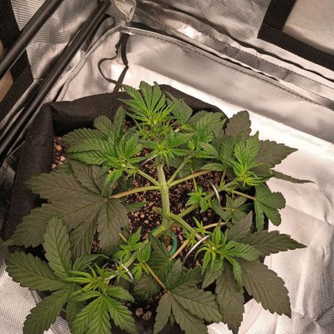 Maui Pineapple Chunck growlog timeline photo