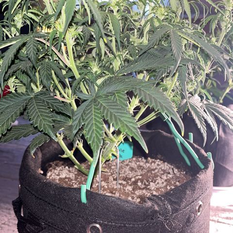 Maui Pineapple Chunck growlog timeline photo