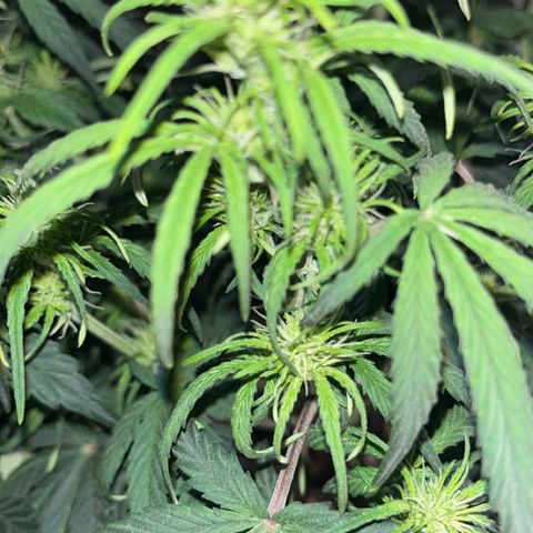 Maui Pineapple Chunck growlog timeline photo