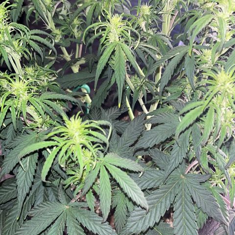 Maui Pineapple Chunck growlog timeline photo
