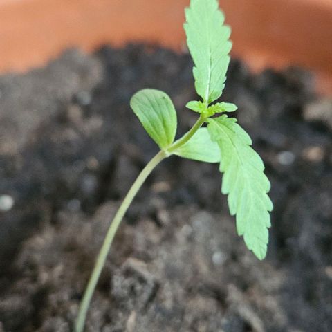 Royal AK Automatic growlog timeline photo