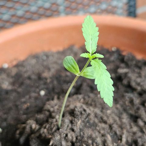 Royal AK Automatic growlog timeline photo