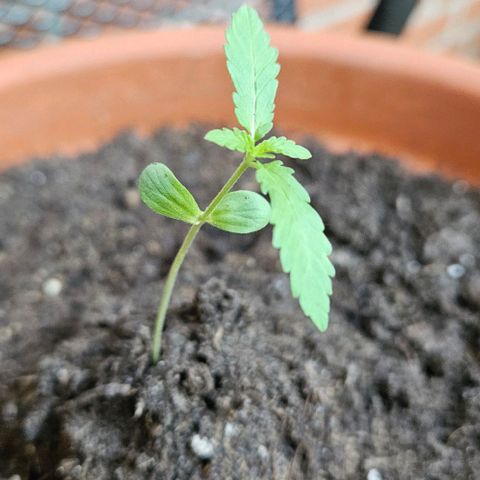 Royal AK Automatic growlog timeline photo