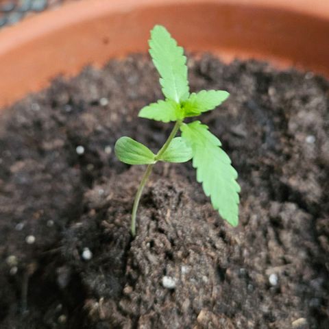 Royal AK Automatic growlog timeline photo