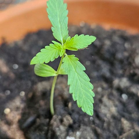 Royal AK Automatic growlog timeline photo