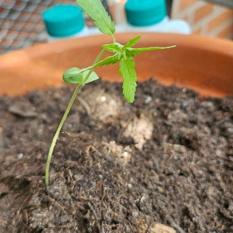 Royal AK Automatic growlog timeline photo