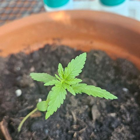 Royal AK Automatic growlog timeline photo