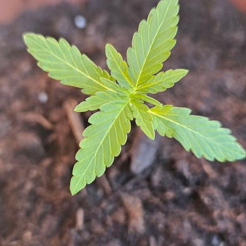 Royal AK Automatic growlog timeline photo