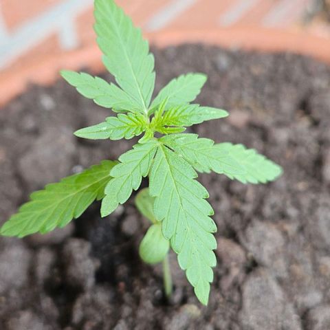 Royal AK Automatic growlog timeline photo