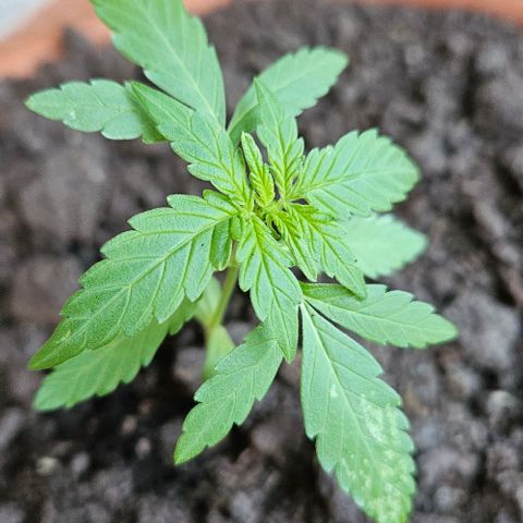 Royal AK Automatic growlog timeline photo