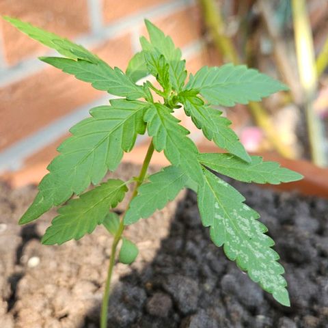 Royal AK Automatic growlog timeline photo