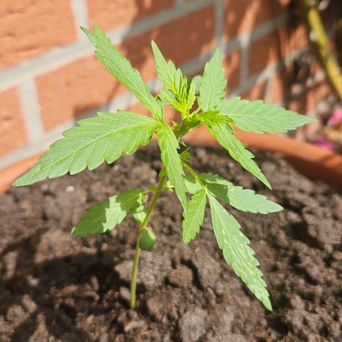 Royal AK Automatic growlog timeline photo