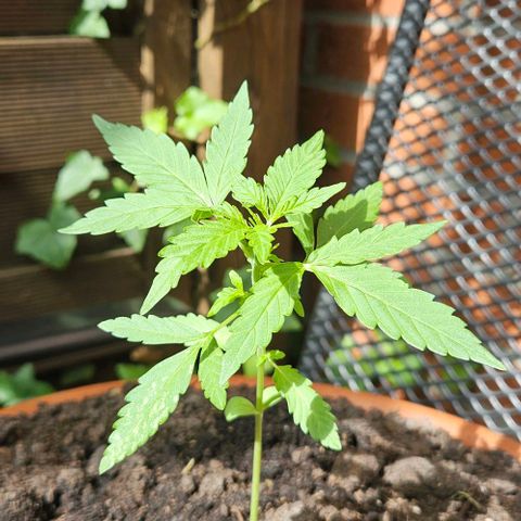 Royal AK Automatic growlog timeline photo