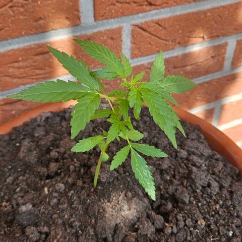 Royal AK Automatic growlog timeline photo