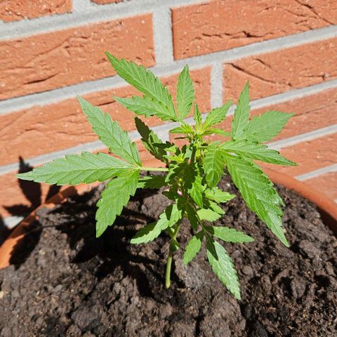 Royal AK Automatic growlog timeline photo