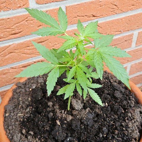 Royal AK Automatic growlog timeline photo