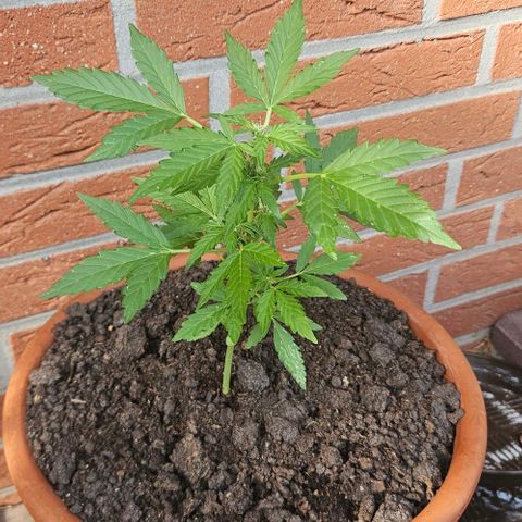 Royal AK Automatic growlog timeline photo
