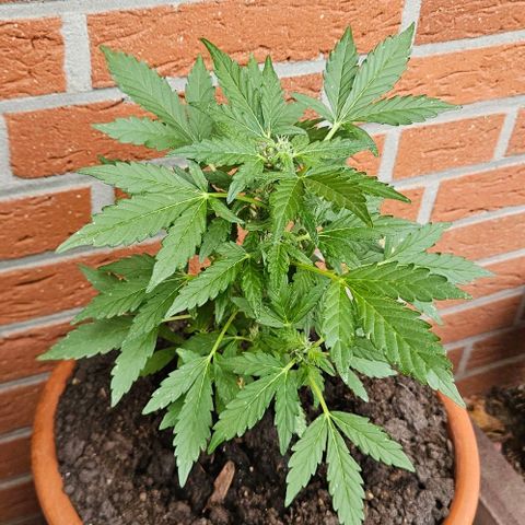 Royal AK Automatic growlog timeline photo
