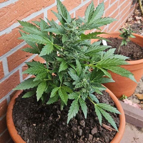 Royal AK Automatic growlog timeline photo