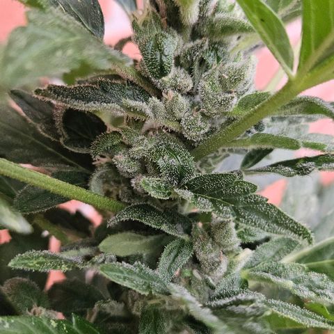 Royal AK Automatic growlog timeline photo
