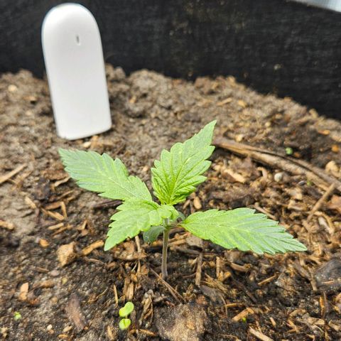 Super Skunk growlog timeline photo