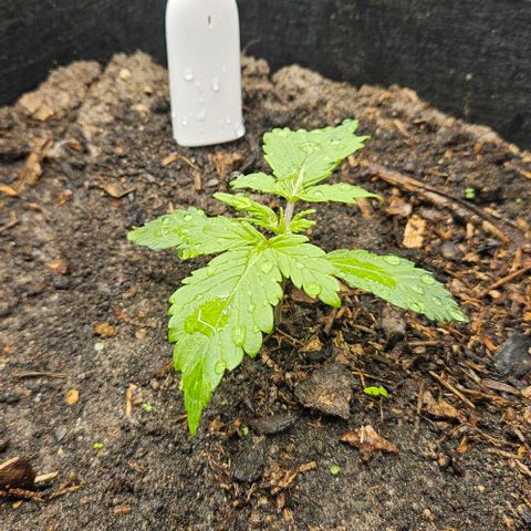 Super Skunk growlog timeline photo