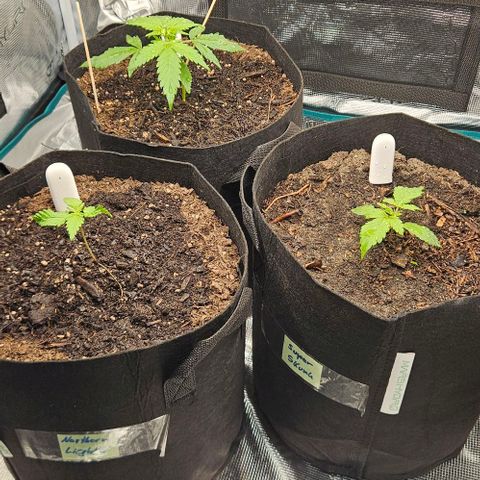 Super Skunk growlog timeline photo