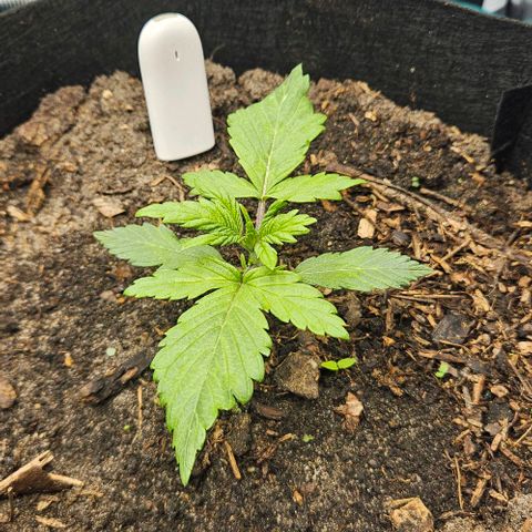 Super Skunk growlog timeline photo