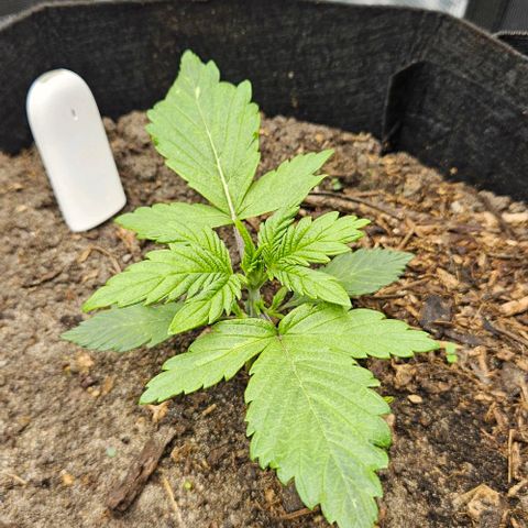 Super Skunk growlog timeline photo
