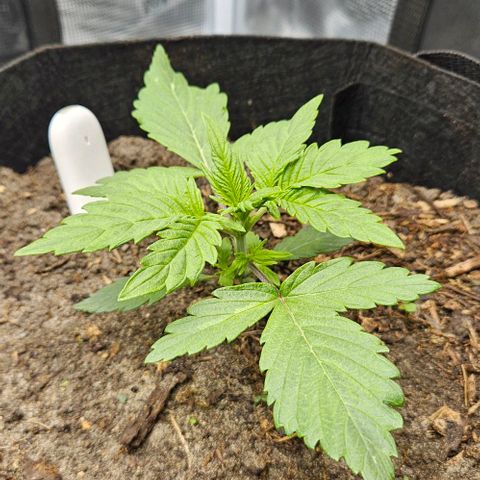 Super Skunk growlog timeline photo