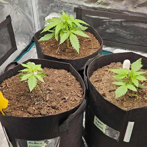 Super Skunk growlog timeline photo