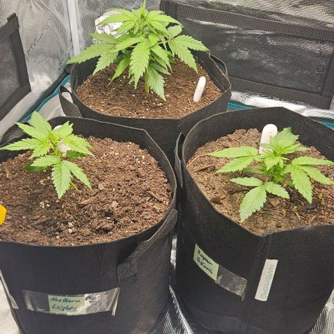 Super Skunk growlog timeline photo
