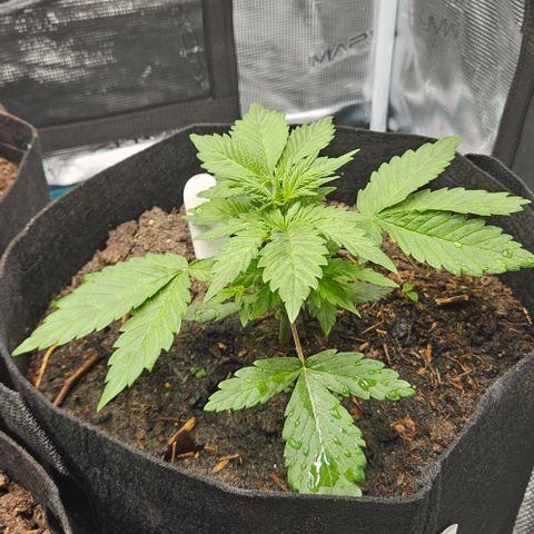 Super Skunk growlog timeline photo